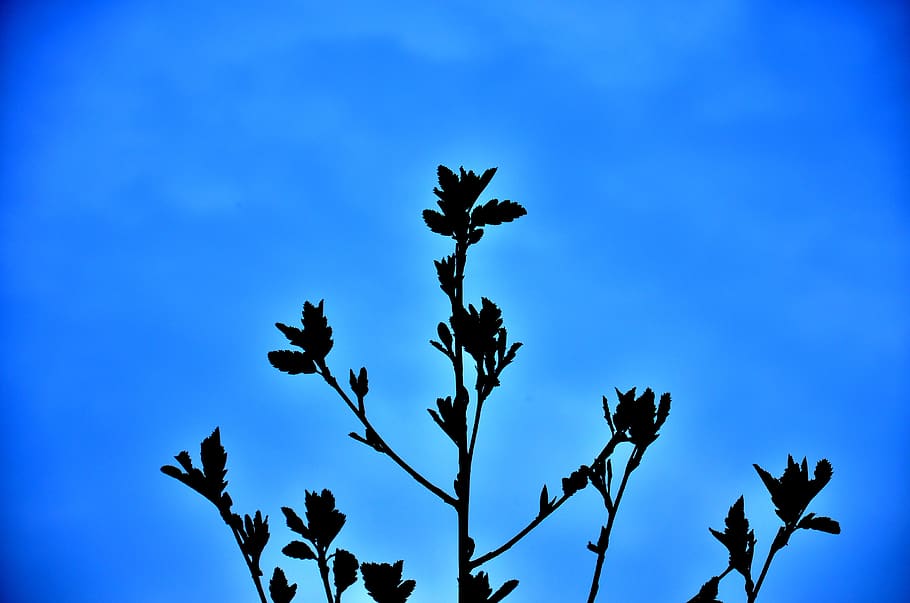 plants, nature, blue, sky, growth, no people, low angle view HD wallpaper