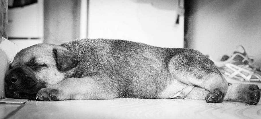puppy, sleeping, relaxation, animal themes, mammal, dog, canine HD wallpaper
