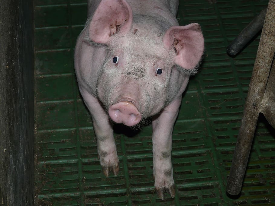 piglet, young, sweet, cute, pink, stall, animal, pet, livestock HD wallpaper