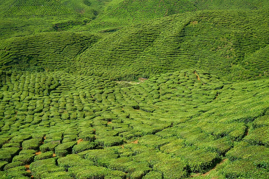 photo of green field, Tea, Plant, Tiny, Tree, Nature, tiny tree HD wallpaper