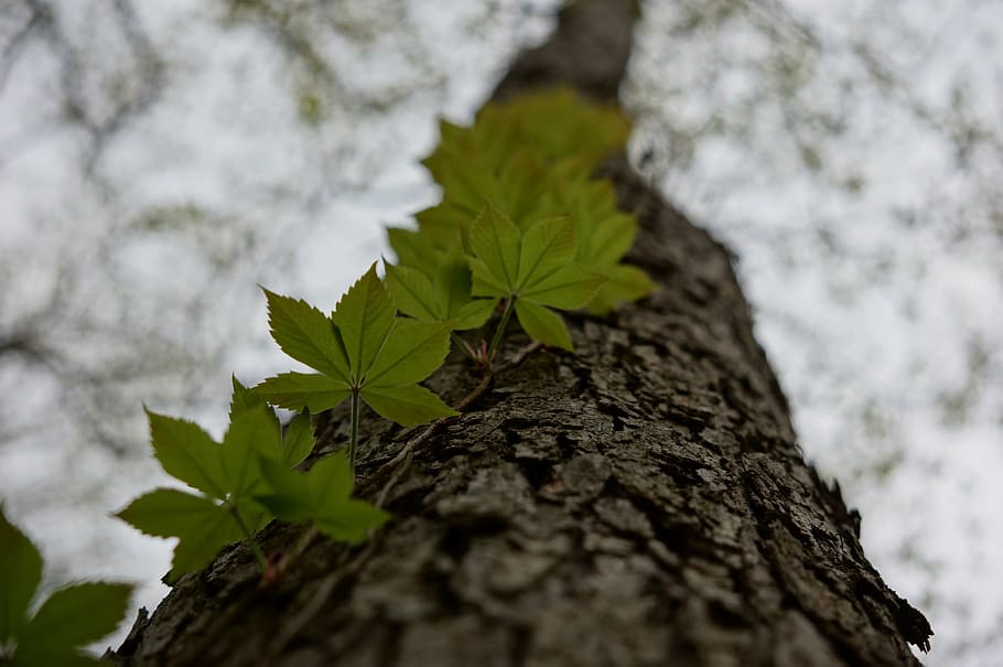 tendril, twine, creeper, clamberer, tree, trunk, bark, plant HD wallpaper