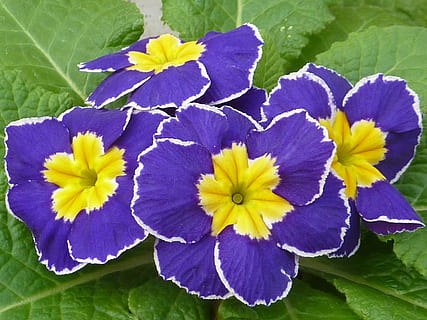 close up photography of purple primrose flowers, spring, blue HD wallpaper