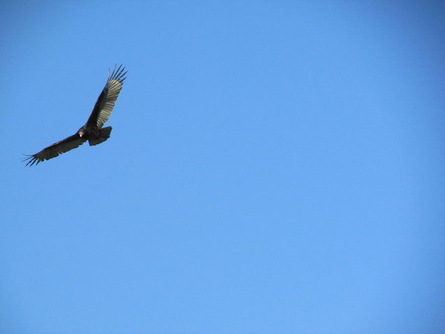 sky, buzzard, bird, nature, wildlife, flying, dom, carnivore HD wallpaper