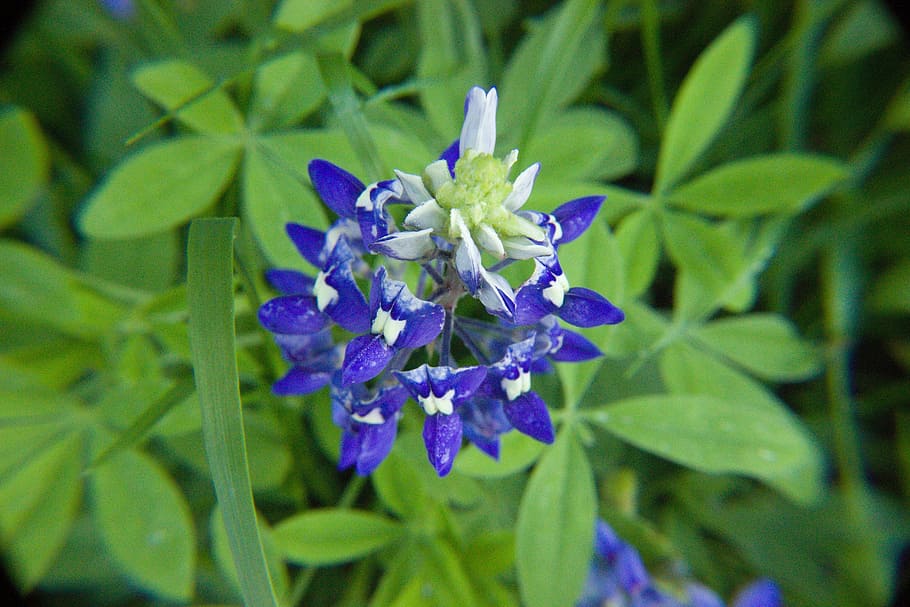 bluebonnet, wildflower, texas, spring, green, nature, season HD wallpaper