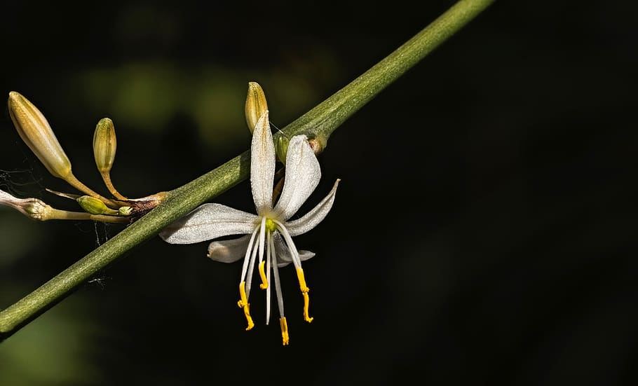 flower, nature, plant, growth, close-up, freshness, studio shot HD wallpaper