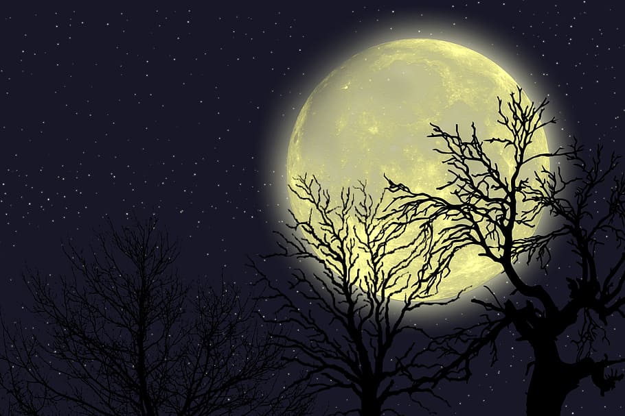 full moon, planet, trees, silhouette, sky, starry, stars, space HD wallpaper