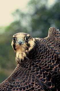 face, head, bird, falcon, peregrine, falcons, hawks, birds HD wallpaper