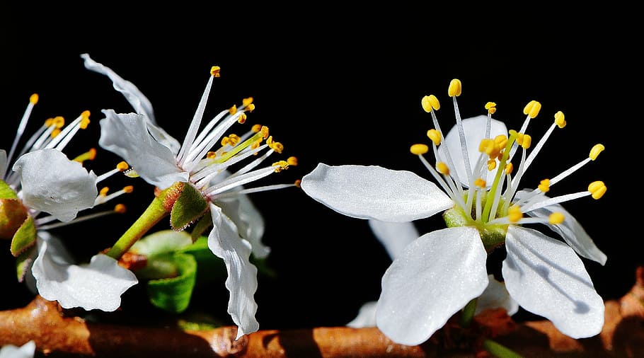 spring, blossom, bloom, nature, plant, tree, garden, white HD wallpaper