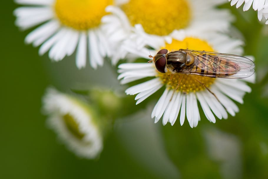 dandelion, flower, macro, yellow, nature, summer, life, detail HD wallpaper