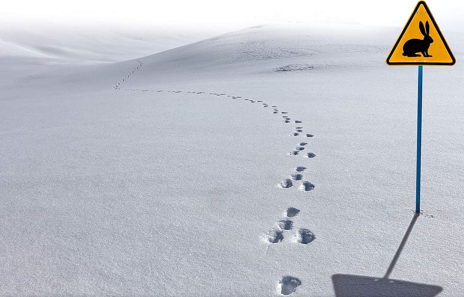 foot prints on snow, jura, hare, animal, posters, path, winter, HD wallpaper