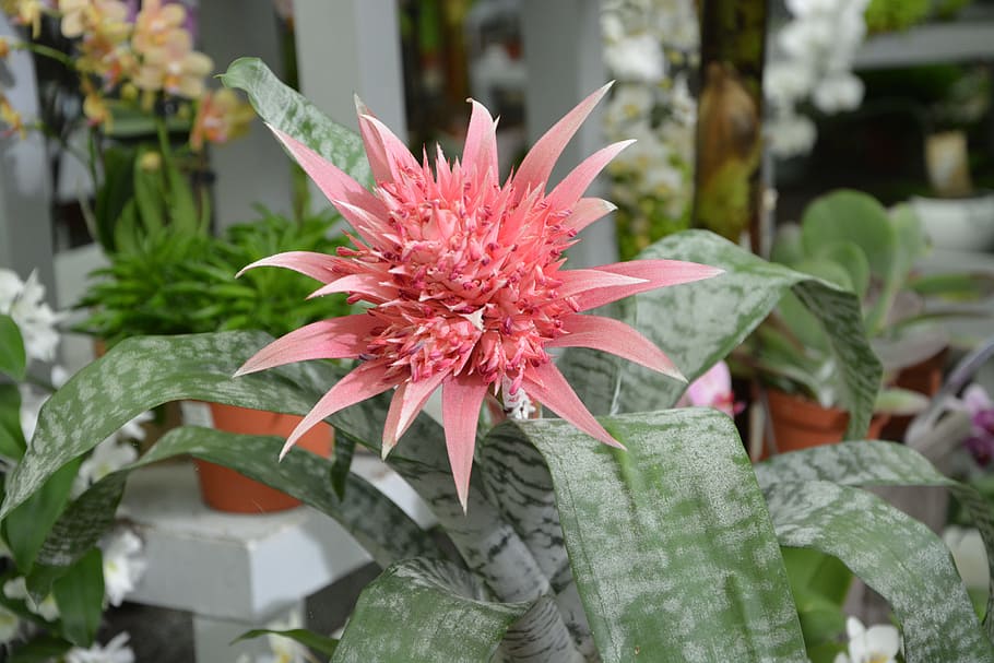 plant, succulent, cactus, aechmea, decoration, offer, original HD wallpaper