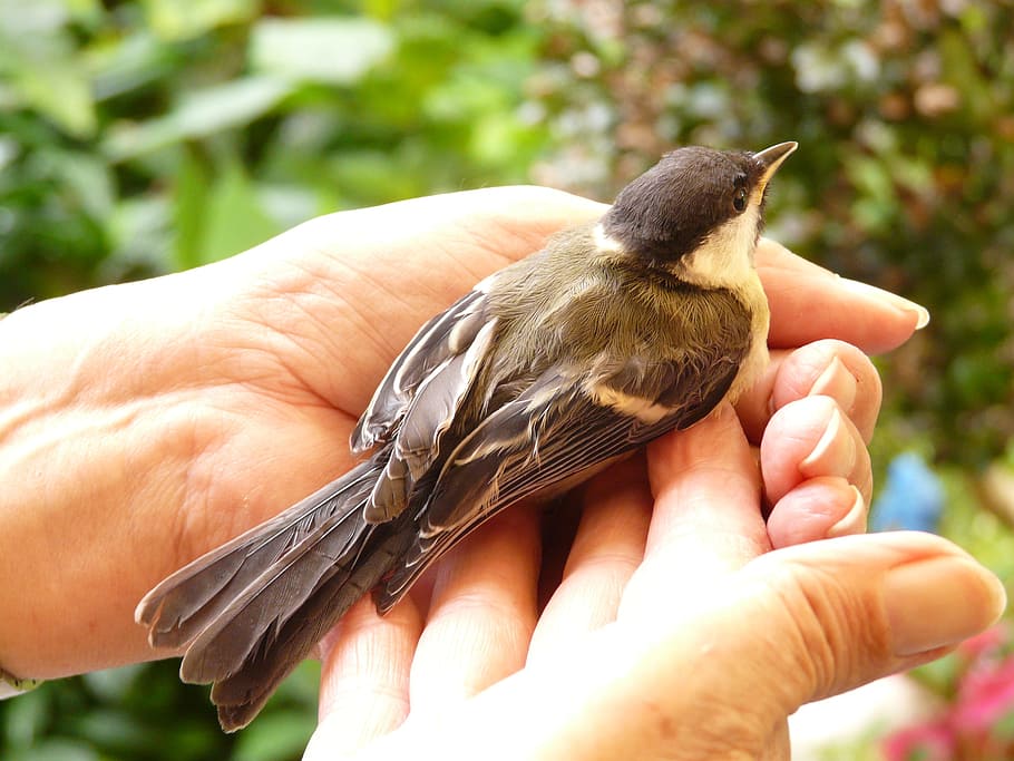 person holding brown bird, tit, parus major, hand, keep, leave HD wallpaper