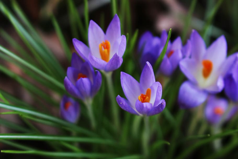 crocus, flower, blossom, bloom, purple, orange, spring, macro HD wallpaper