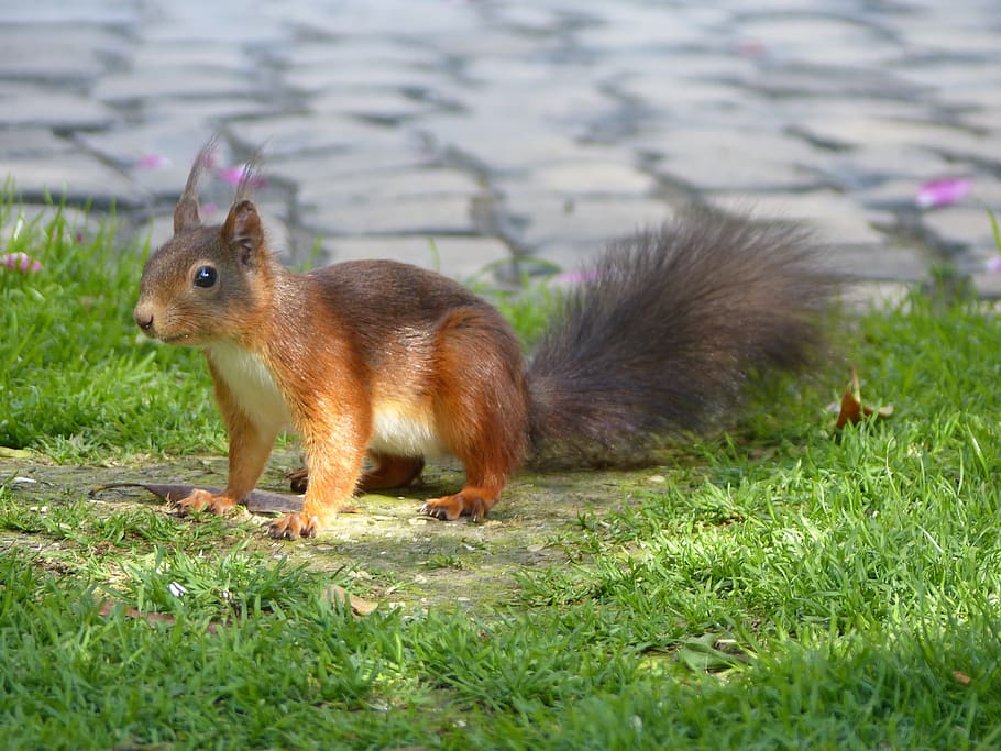 squirrel, rodent, animal, garden, nature, cute, foraging, forest animals