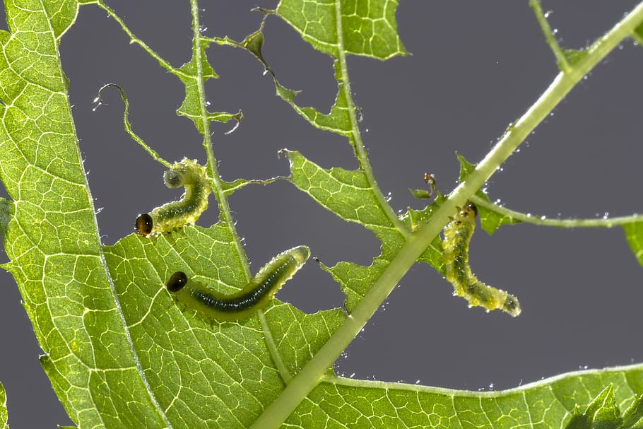 Sawflies, Larvae, Track, Leaf, Damage, sawflies larvae, leaf damage HD wallpaper