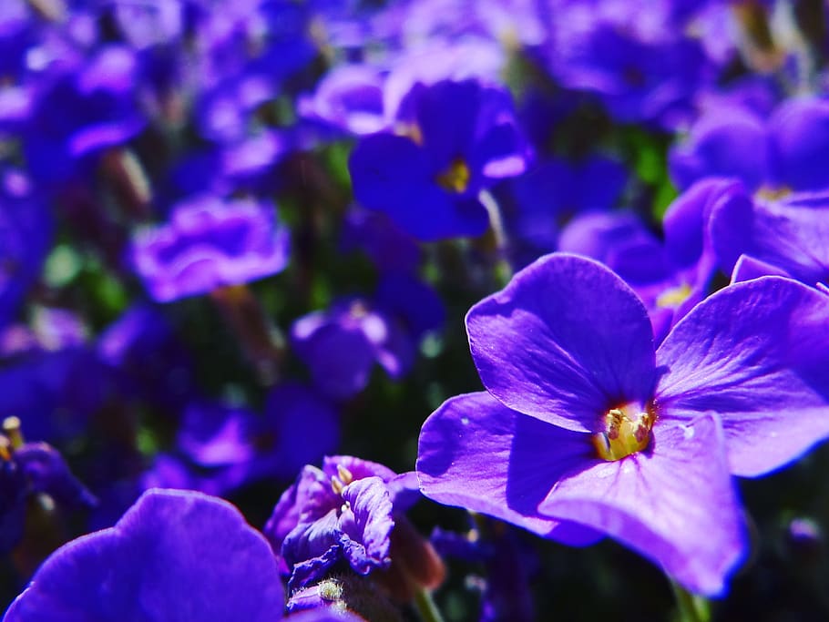 summer, spring, passion, art, creativity, mind, photographer HD wallpaper