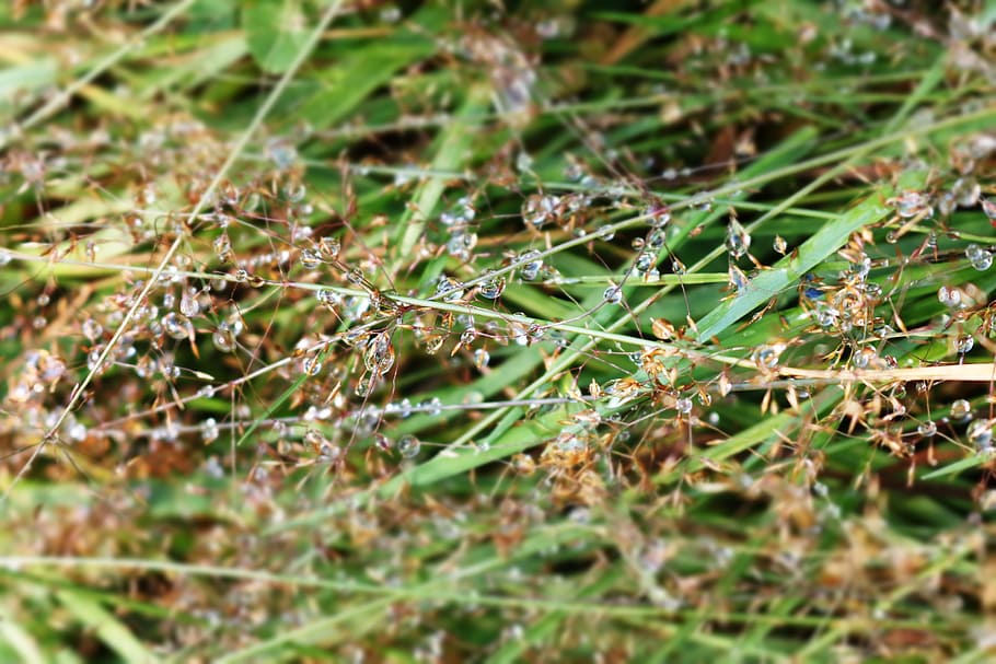 grass, dew, wet, outdoors, close-up, dewdrops, herb, macro photography HD wallpaper