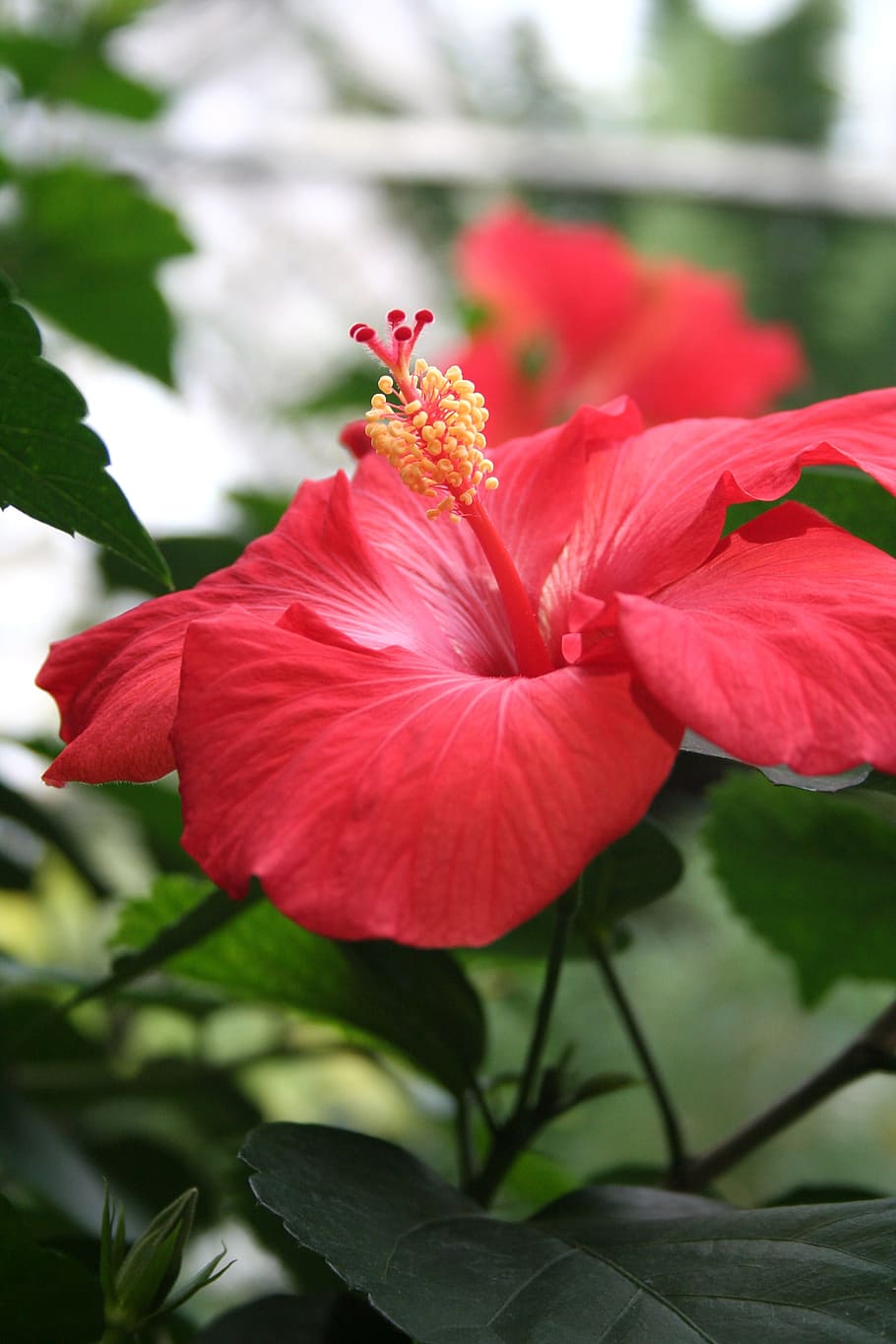 Tropical hibiscus 1080P, 2K, 4K, 5K HD wallpapers free download | Wallpaper  Flare