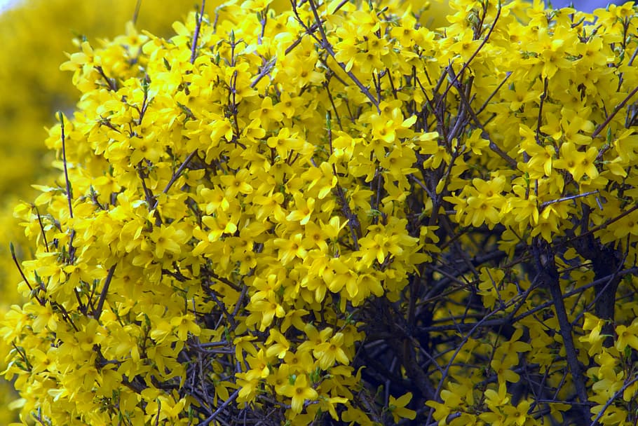 forsythia, flowers, yellow, spring, flowering, poland, warsaw HD wallpaper