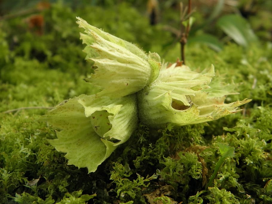 hazelnut, hazelnuts, food, tasty, green color, plant, close-up HD wallpaper