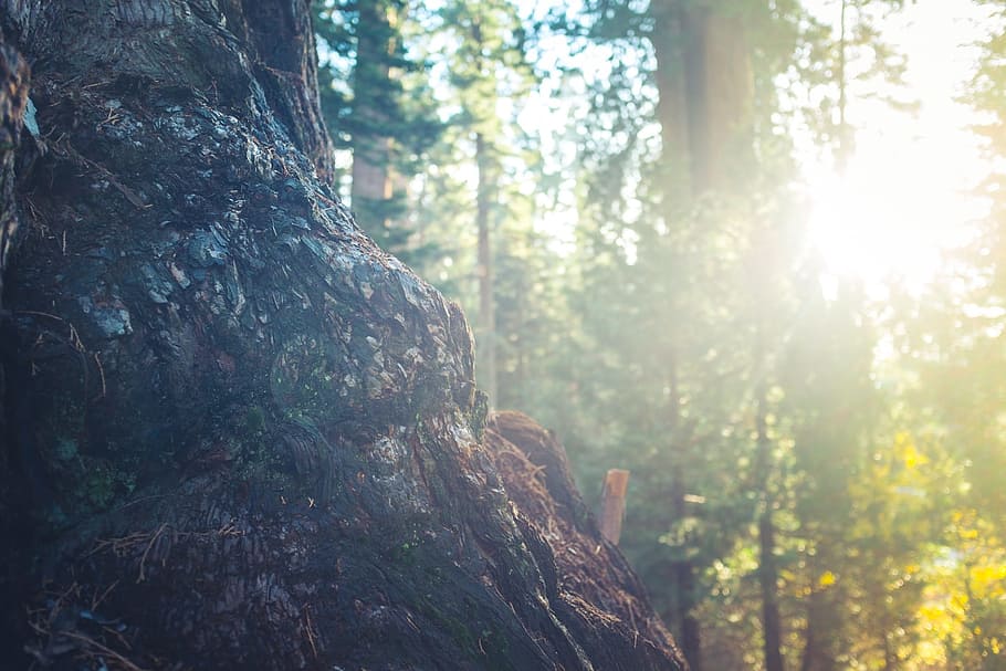 tree trunk, bark, forest, woods, sun rays, sunshine, nature HD wallpaper