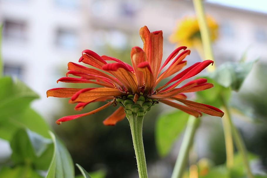 red daisy, separated, cable, orange, jumpy, flower, plant, flowering plant HD wallpaper