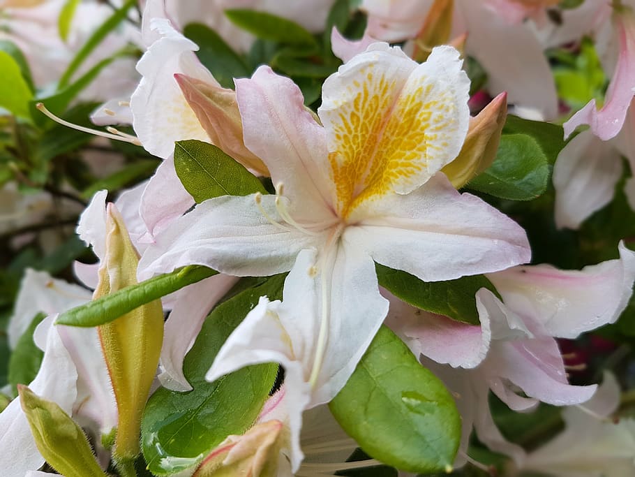 flowers, spring, azaleas, petal, freshness, flower head, close-up HD wallpaper