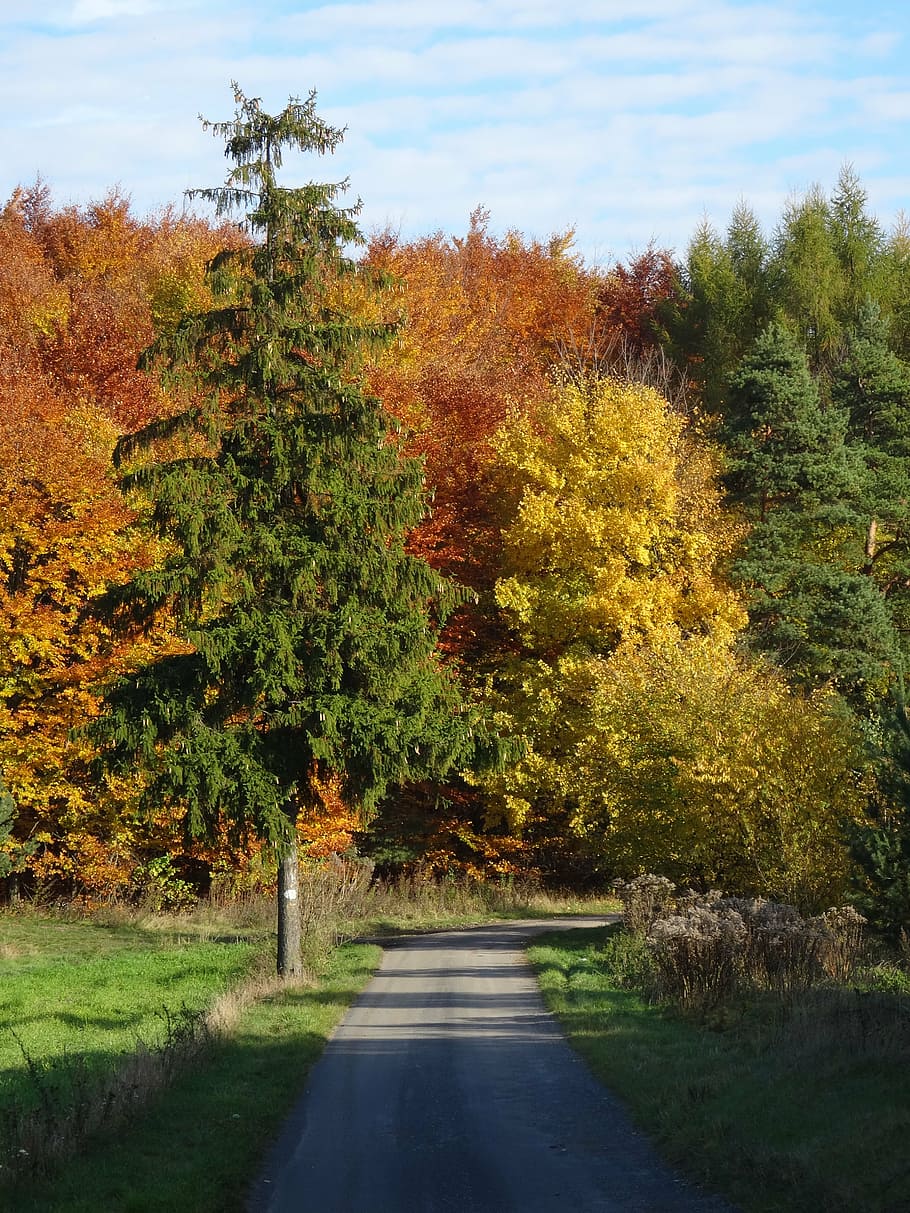 tree, forest, autumn, landscape, nature, plant, road, direction HD wallpaper