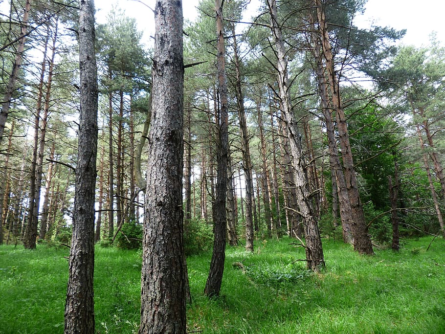 low-angle photography of tall green leafed trees under white clouds at daytime HD wallpaper