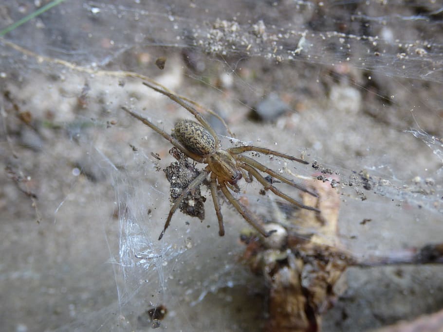 spider, cobweb, garden, animal themes, one animal, animal wildlife HD wallpaper