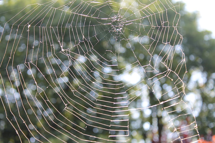 spider web, sunshine, nature, close up, fragility, close-up HD wallpaper