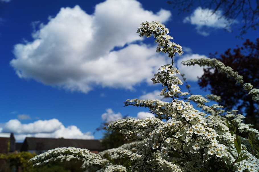 landscape, nature, sky, clouds, blue sky, blur, bright, close -up HD wallpaper