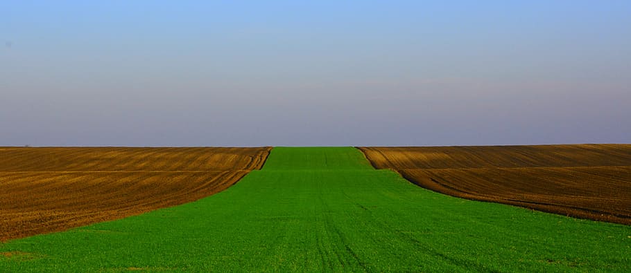 green, sowing, road, tranquility, environment, landscape, plant HD wallpaper
