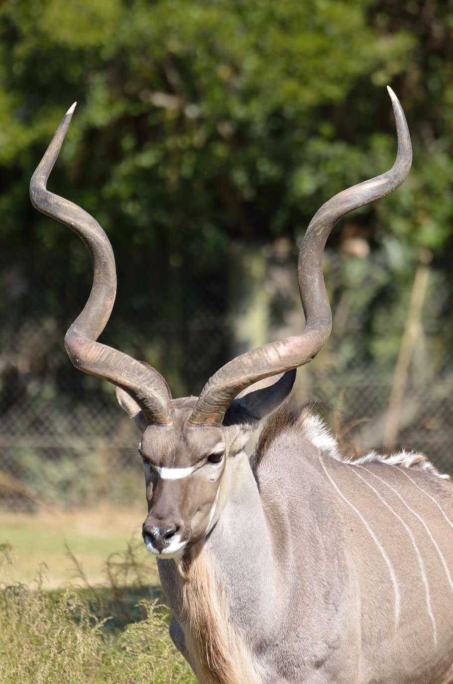 greater kudu, animal, zoo, wildlife, nature, africa, tragelaphus, HD wallpaper