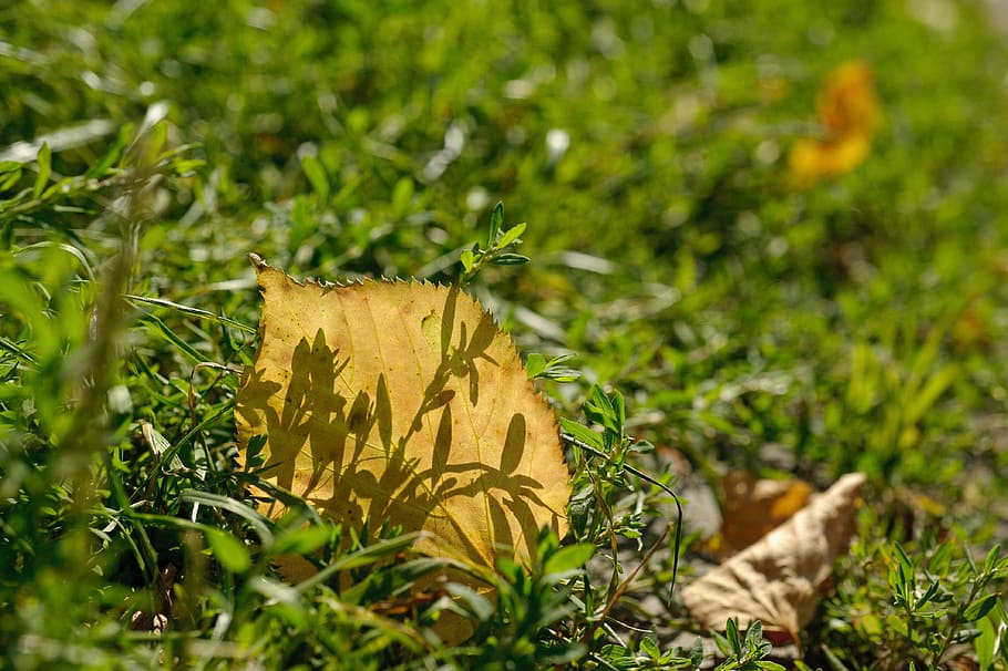 autumn, closeup, yellow leaf, shadow, loneliness, autumn leaf HD wallpaper