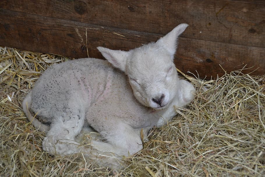 lamb, sheep, farm, wool, nature, agriculture, animal world HD wallpaper