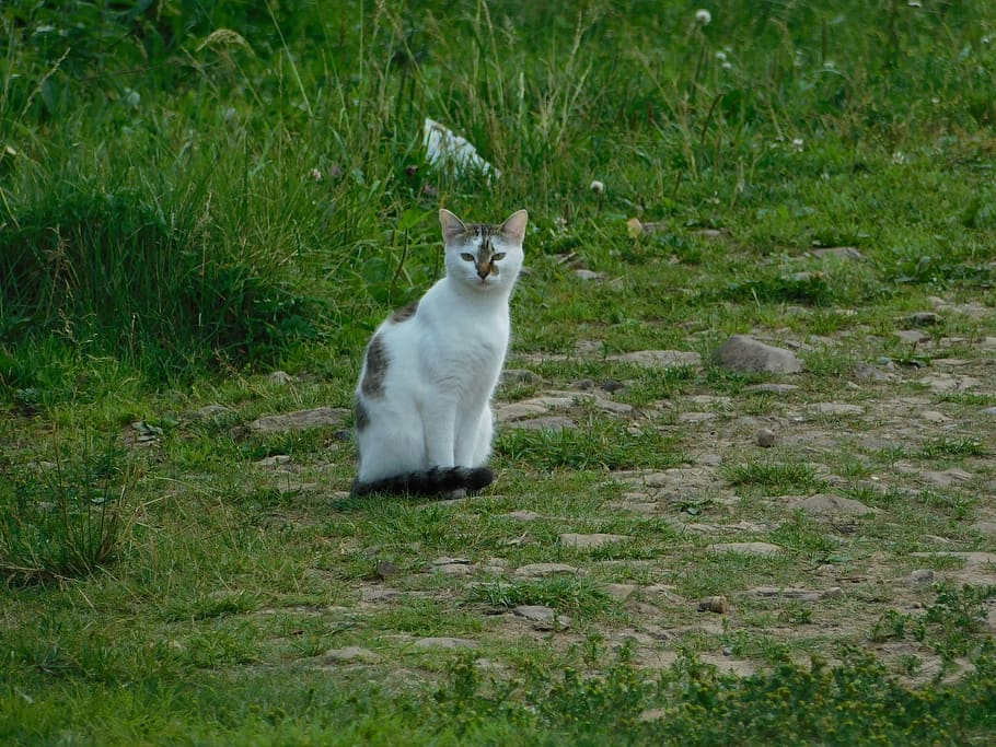 cat, animals, home, summer, animal themes, one animal, mammal HD wallpaper