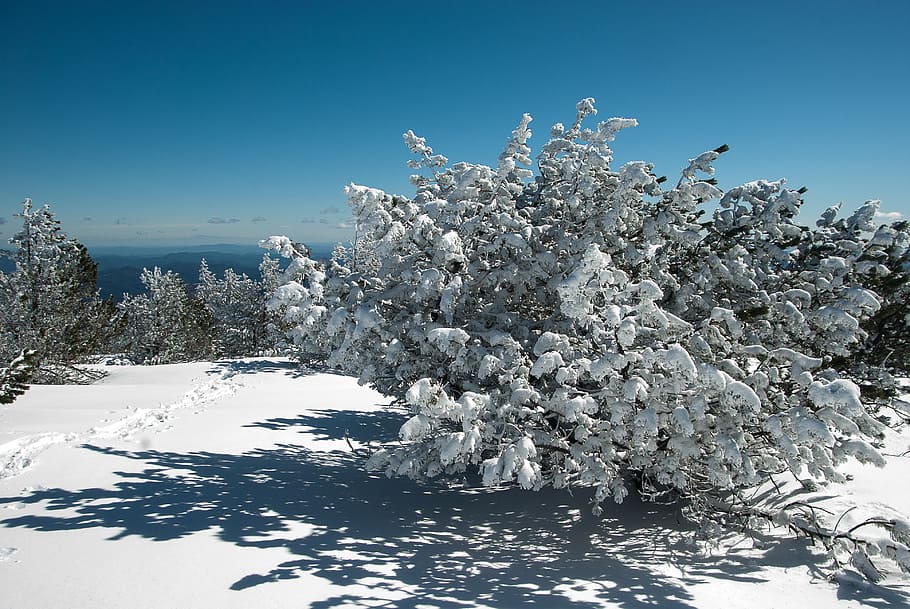 winter, snow, winter landscape, trees, cold temperature, plant HD wallpaper