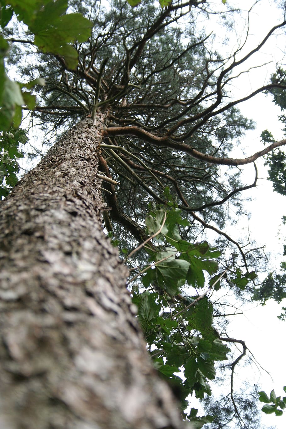 pine, branches, crown, aesthetic, sky, conifer, old tree, forest HD wallpaper