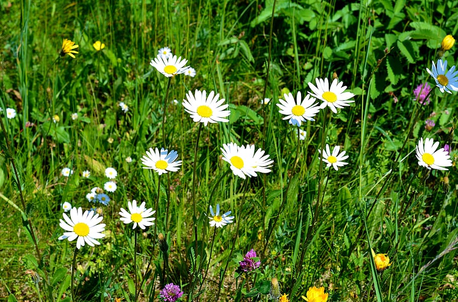meadow, spring, flowers, daisies, flowering plant, freshness HD wallpaper