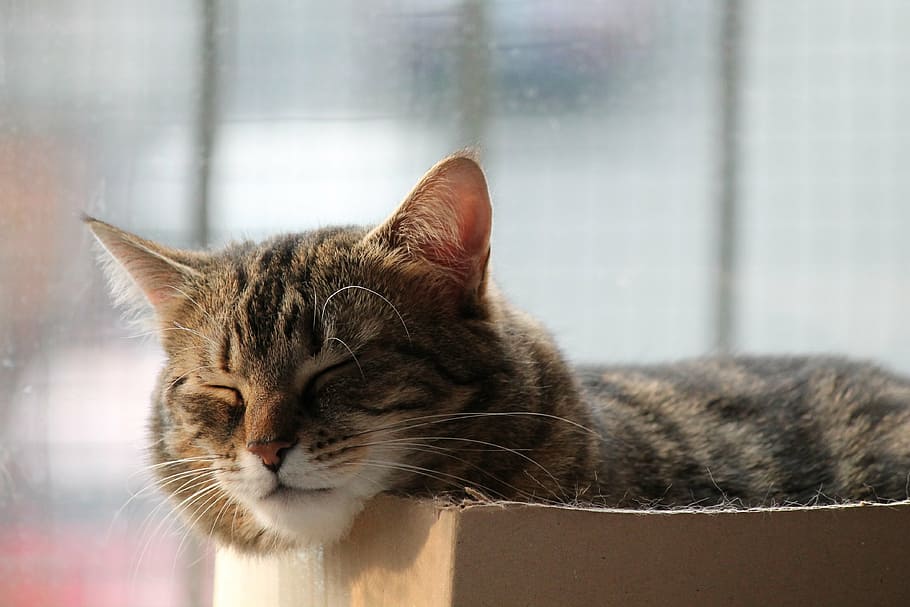 cat, rest, sleep, nap, domestic, pets, domestic animals, domestic cat HD wallpaper