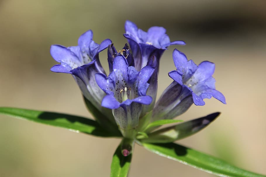 Blossom, Bloom, Close, blue, nature, flower, purple, plant HD wallpaper