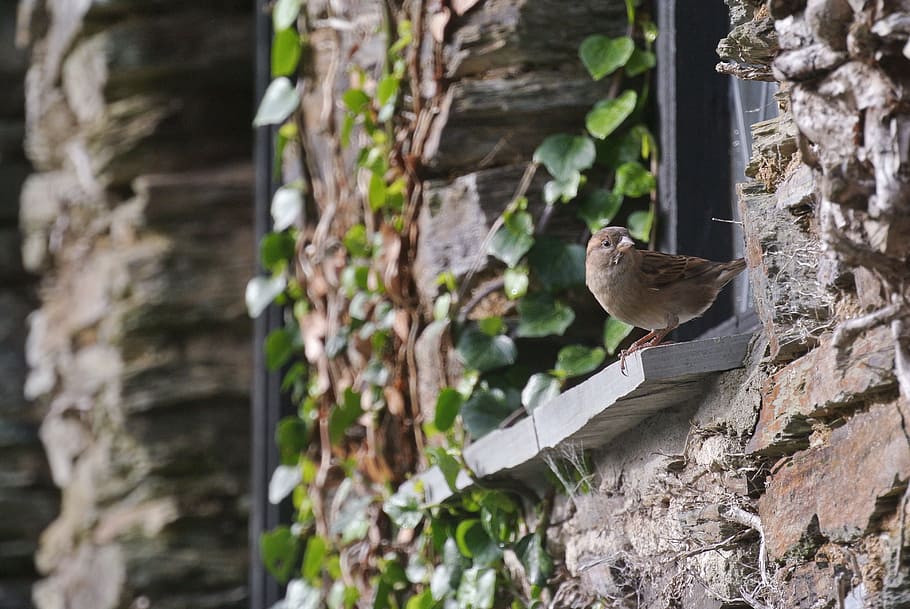 Brown Bird on Window, brick, plants, sparrow, wall, windowsill, HD wallpaper