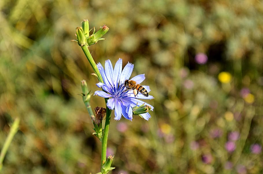 flower, bee, babu, nature, macro, spring flowers, plant, the leaves are HD wallpaper