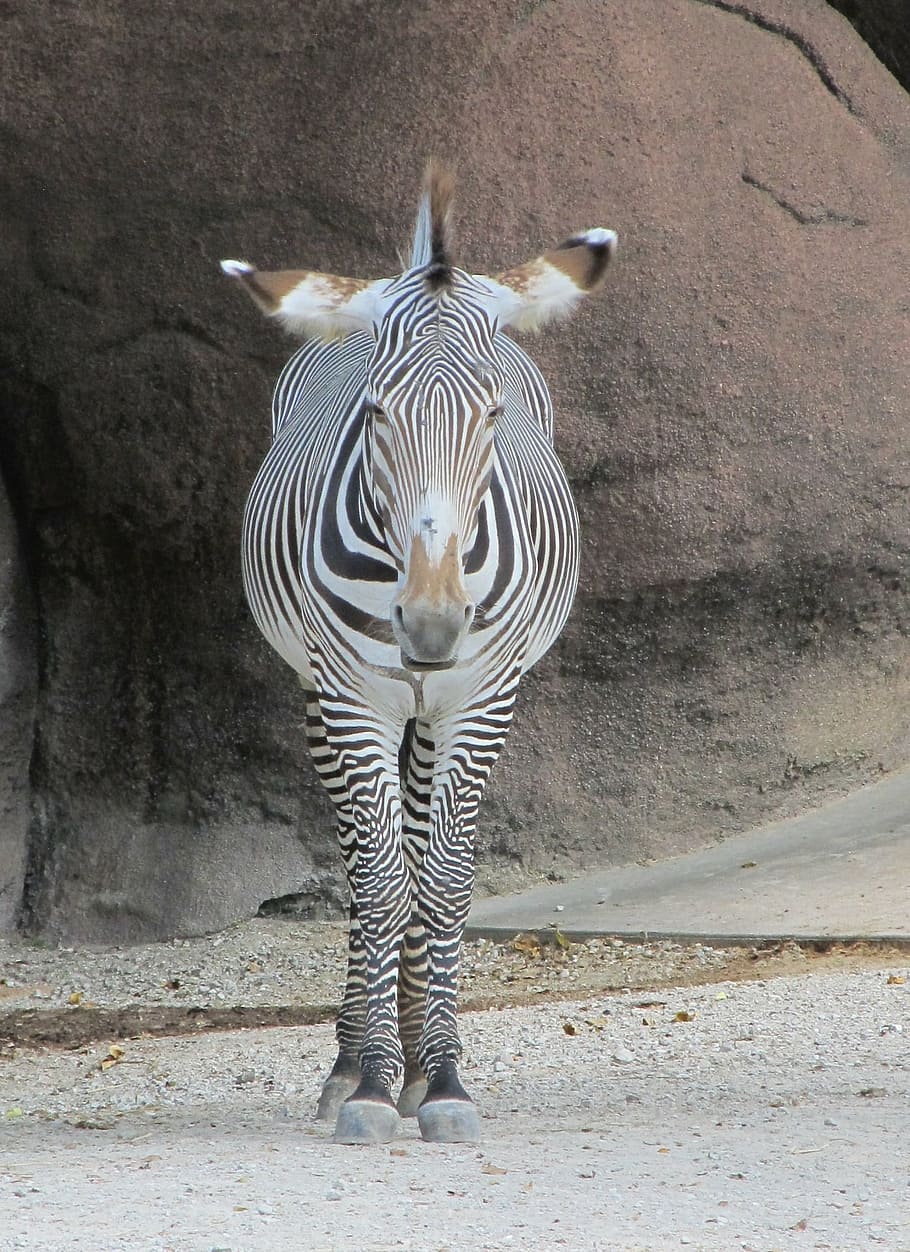 black and white zebra standing near brown rock, looking, head HD wallpaper