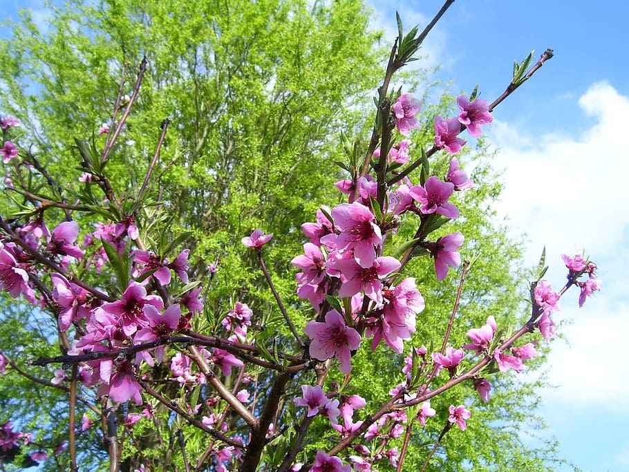 Spring, Pesco, Bloom, Flowers, Branch, nature, rosa, garden HD wallpaper