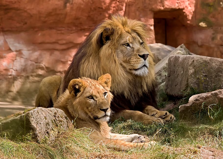 two lion siting on grass field, lioness, wildlife, predator, zoo