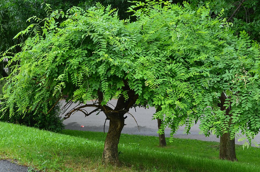 tree, nature, green, environment, wild, plant, green color HD wallpaper
