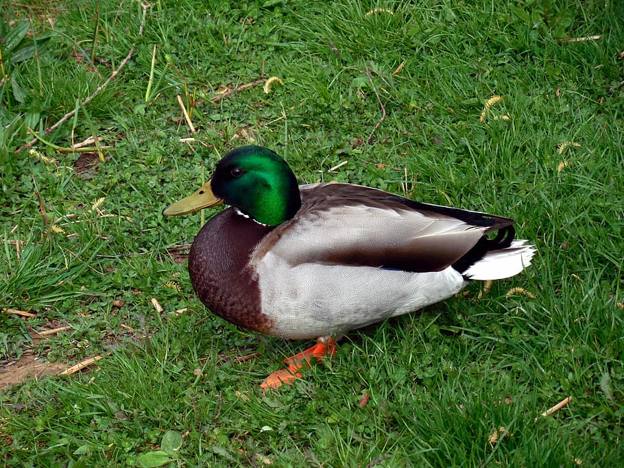 duck, bird, nature, ducks, poultry, plumage, feather, grass HD wallpaper
