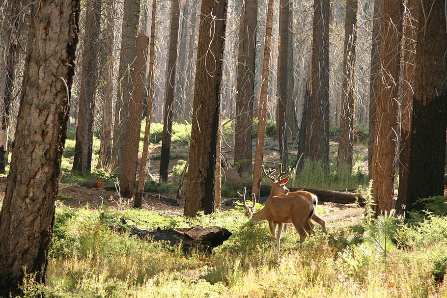 reindeer in forest during daytime, wildlife, woods, trees, mammal HD wallpaper
